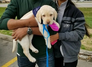 Labrador Retriever Puppy for sale in LINCOLN, NE, USA