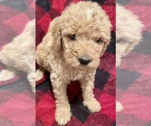 Goldendoodle Puppy for sale in GAYLORD, MI, USA