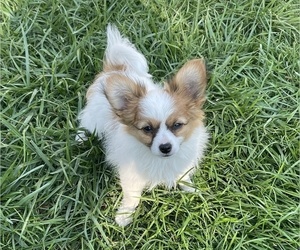 Papillon Puppy for sale in SILVER LAKE, KS, USA