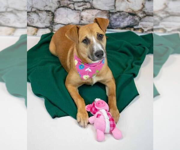 Medium Photo #3 Mutt Puppy For Sale in Kennesaw, GA, USA