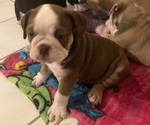 Small Photo #9 Bulldog Puppy For Sale in SPRING HILL, FL, USA