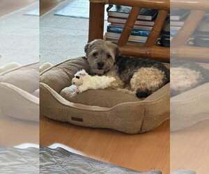 Poodle (Miniature)-Unknown Mix Dogs for adoption in Dana Point, CA, USA