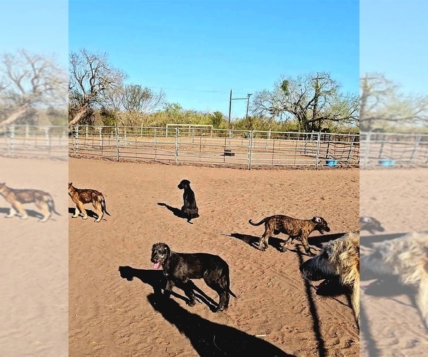 Medium Photo #11 Irish Wolfhound Puppy For Sale in MATHIS, TX, USA