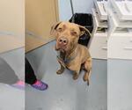 Small Mastiff Mix