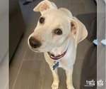 Small #4 Australian Shepherd Mix