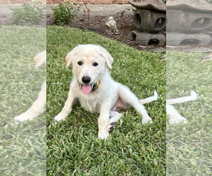 German Shepherd Dog-Great Pyrenees Mix Dogs for adoption in Dallas, TX, USA