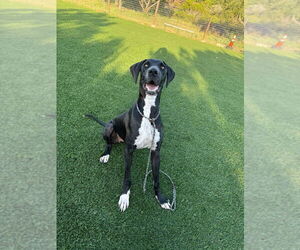 Great Dane Dogs for adoption in Bullard, TX, USA