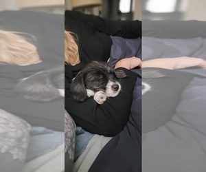 Aussiedoodle-Chihuahua Mix Puppy for sale in RODNEY, MI, USA