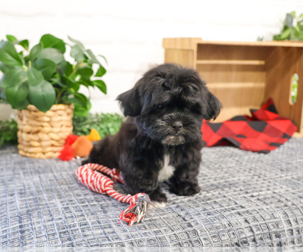 Medium Photo #3 ShihPoo Puppy For Sale in SYRACUSE, IN, USA