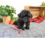 Small #2 ShihPoo