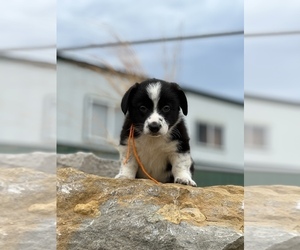 Border Collie-Pembroke Welsh Corgi Mix Puppy for sale in WAUKON, IA, USA