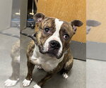 Small American Bulldog