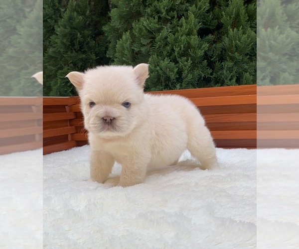 Medium Photo #4 French Bulldog Puppy For Sale in SAN DIEGO, CA, USA