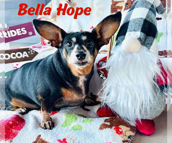 Medium Photo #52 Dachshund-Unknown Mix Puppy For Sale in San Antonio, TX, USA