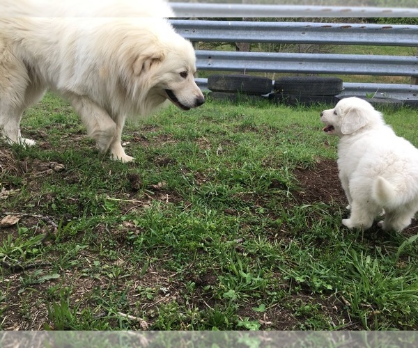 Medium Photo #1 Great Pyrenees Puppy For Sale in BLOUNTVILLE, TN, USA