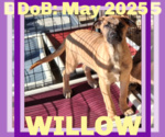 Small Photo #16 German Shepherd Dog-Unknown Mix Puppy For Sale in Sebec, ME, USA