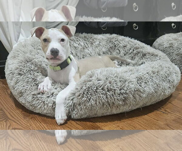 Medium Photo #4 Mutt Puppy For Sale in Woodbury, NY, USA