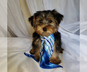 Yorkshire Terrier Puppy for sale in WINDYVILLE, MO, USA