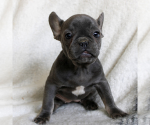 French Bulldog Puppy for sale in MANHEIM, PA, USA