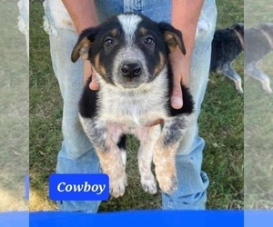 Texas Heeler Puppy for sale in WESTPOINT, IN, USA