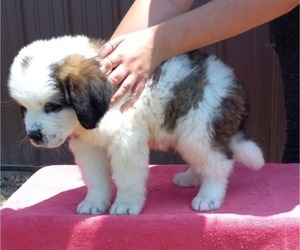 Saint Bernard Puppy for sale in BETHEL, MO, USA