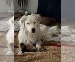 Small Photo #6 Australian Shepherd Puppy For Sale in Dana Point, CA, USA