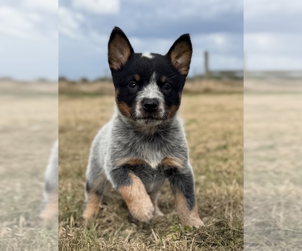 Medium Photo #1 Australian Cattle Dog Puppy For Sale in ZOLFO SPRINGS, FL, USA