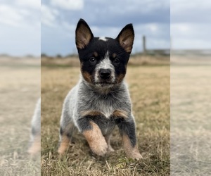 Australian Cattle Dog Puppy for sale in ZOLFO SPRINGS, FL, USA