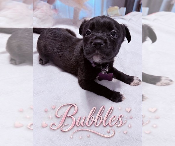 Medium Photo #13 American Staffordshire Terrier-Unknown Mix Puppy For Sale in Holly Springs, NC, USA