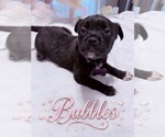 Small Photo #13 American Staffordshire Terrier-Unknown Mix Puppy For Sale in Holly Springs, NC, USA