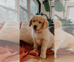 Golden Retriever Puppy for sale in ANTWERP, NY, USA