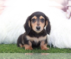 Dachshund Puppy for sale in MARIETTA, GA, USA