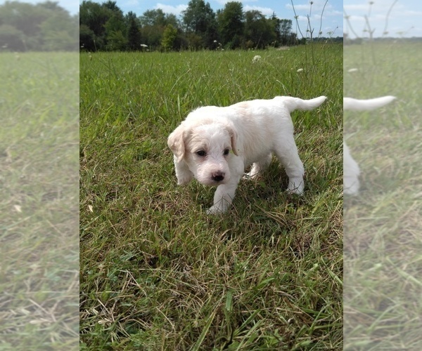 Medium Photo #7 Labradoodle Puppy For Sale in SPENCERVILLE, IN, USA