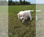 Small Photo #7 Labradoodle Puppy For Sale in SPENCERVILLE, IN, USA