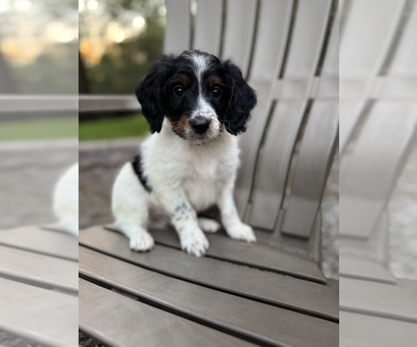 Medium Photo #36 Miniature Bernedoodle Puppy For Sale in DENVER, PA, USA