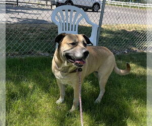 Mutt Dogs for adoption in Emmett, ID, USA