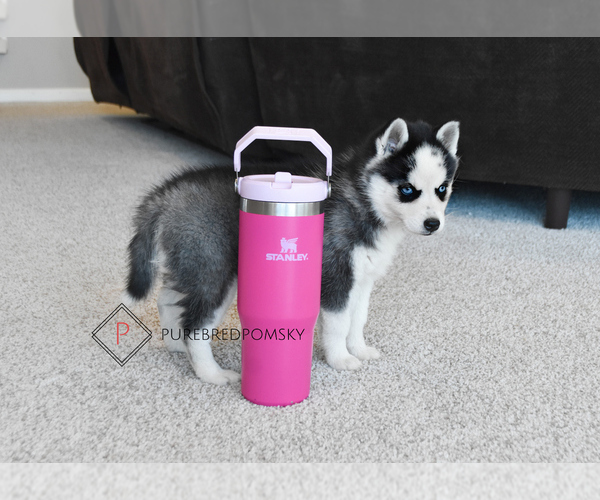 Medium Photo #4 Pomsky Puppy For Sale in KANSAS CITY, MO, USA