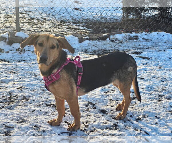 Medium Photo #6 Beagle-Unknown Mix Puppy For Sale in Bloomingdale, NJ, USA