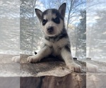 Small Photo #9 Siberian Husky Puppy For Sale in DANBY, VT, USA
