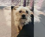 Small #1 Mutt