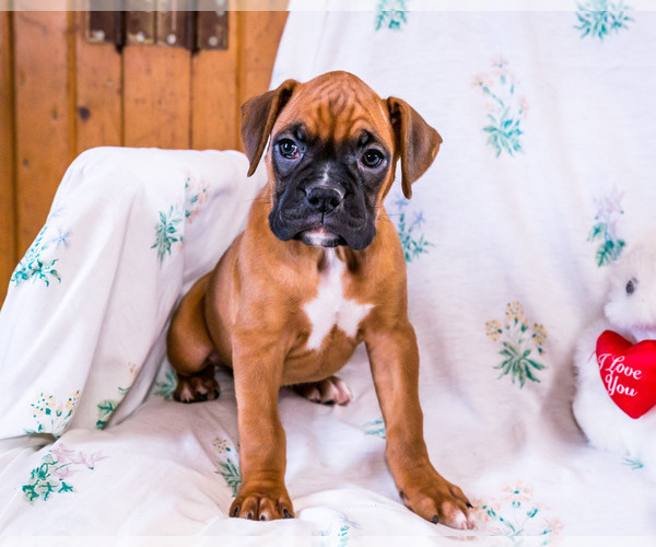 Medium Photo #1 Boxer Puppy For Sale in WAKARUSA, IN, USA