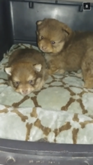 Pomeranian Puppy for sale in SUN PRAIRIE, WI, USA