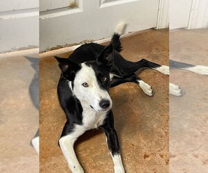 Medium Border Collie