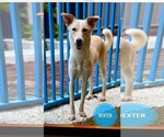 Small #5 Saluki-Whippet Mix