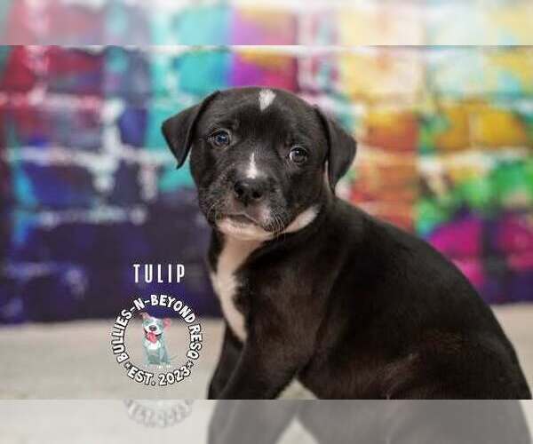 Medium Photo #4 Staffordshire Bull Terrier-Unknown Mix Puppy For Sale in Omaha, NE, USA