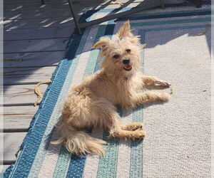 Mutt Dogs for adoption in Philadelphia, PA, USA