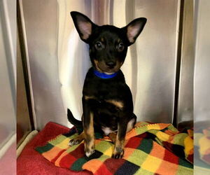 Mutt Dogs for adoption in Moreno Valley, CA, USA