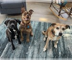 Small #5 American Staffordshire Terrier-Boston Terrier Mix