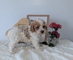 Small #8 Poodle (Miniature)