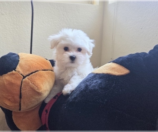 Medium Photo #3 Maltese Puppy For Sale in SANTA CLARITA, CA, USA